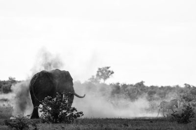 A black and white photo of an elephant in the Serengeti, with dust clouds rising from its back as it walks away and two zebras running behind it. Minimalist photography with natural lighting and a centered composition, shot on a Sony Alpha A7 III camera. --ar 128:85
