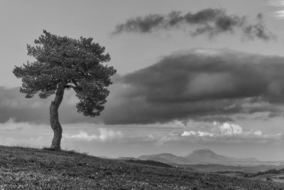 Black and white photography of an isolated pine tree on the top of the Scottish highlands, a cloudy sky with mountains in the background. --ar 128:85