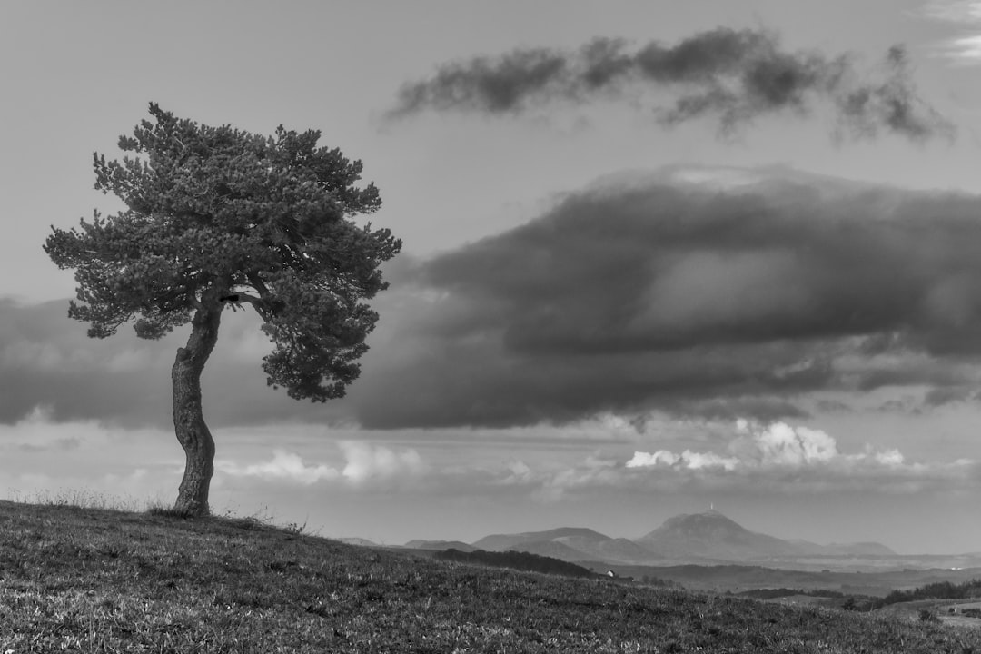 Black and white photography of an isolated pine tree on the top of the Scottish highlands, a cloudy sky with mountains in the background. –ar 128:85