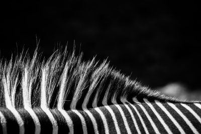 black and white photo of zebras' back, macro photography, hair on the neck in the style of ZICON, extreme closeup, black background, photorealistic, f/28mm, fujifilm xt4 --ar 128:85