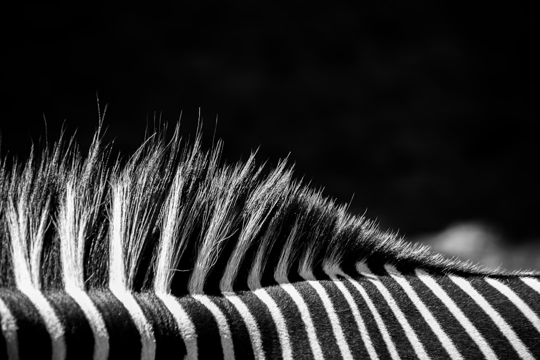 black and white photo of zebras’ back, macro photography, hair on the neck in the style of ZICON, extreme closeup, black background, photorealistic, f/28mm, fujifilm xt4 –ar 128:85