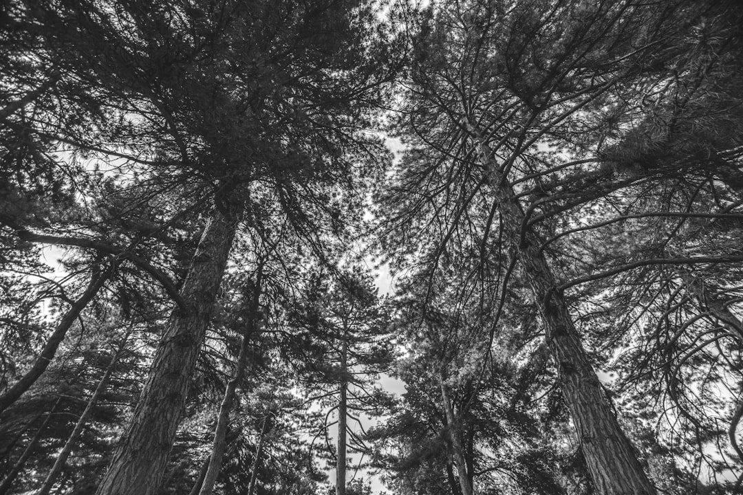 Black and white photo of tall trees towering over the camera, seen from below in a forest. Shot in the style of Nikon D850 with an 24-70mm f/3 lens. In the style of ‘Nikon AI effect’, stylized look. –ar 128:85