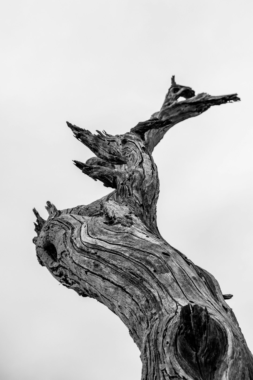 Black and white photography of an old twisted tree trunk against a neutral background. The photograph is in the style of a neutral background. –ar 85:128