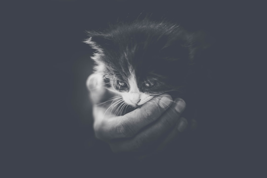 A black and white photograph of an adorable kitten being held in the palm of someone’s hand, its head turned sideways to face the camera, with a soft focus and blurry background, using dark tones and high contrast, with a grainy texture and vintage effect, low key lighting, a simple composition and minimalism, captured with a wide aperture for a cinematic photographic style. –ar 128:85