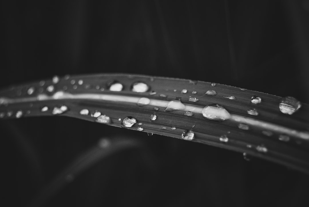 A closeup of water droplets on the edge of a grass leaf, captured in black and white with soft lighting, highlighting their delicate texture and shape. The background is dark to emphasize these details. This photo was taken in the style of Nikon D850 with 2470mm f/3.9 lens at ISO64, aperture F/1.1, shutter speed 1/125s, and natural light, focusing attention on the drops’ intricate patterns and reflections. –ar 128:85