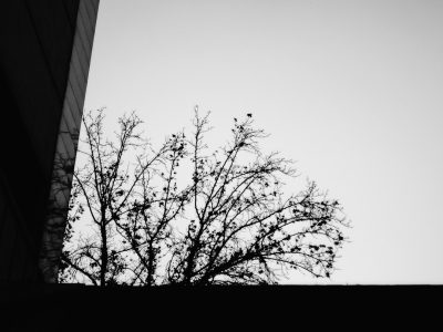 a black and white photo of the silhouette of tree branches against an urban building, taken with Sony Alpha A7 III camera --ar 4:3