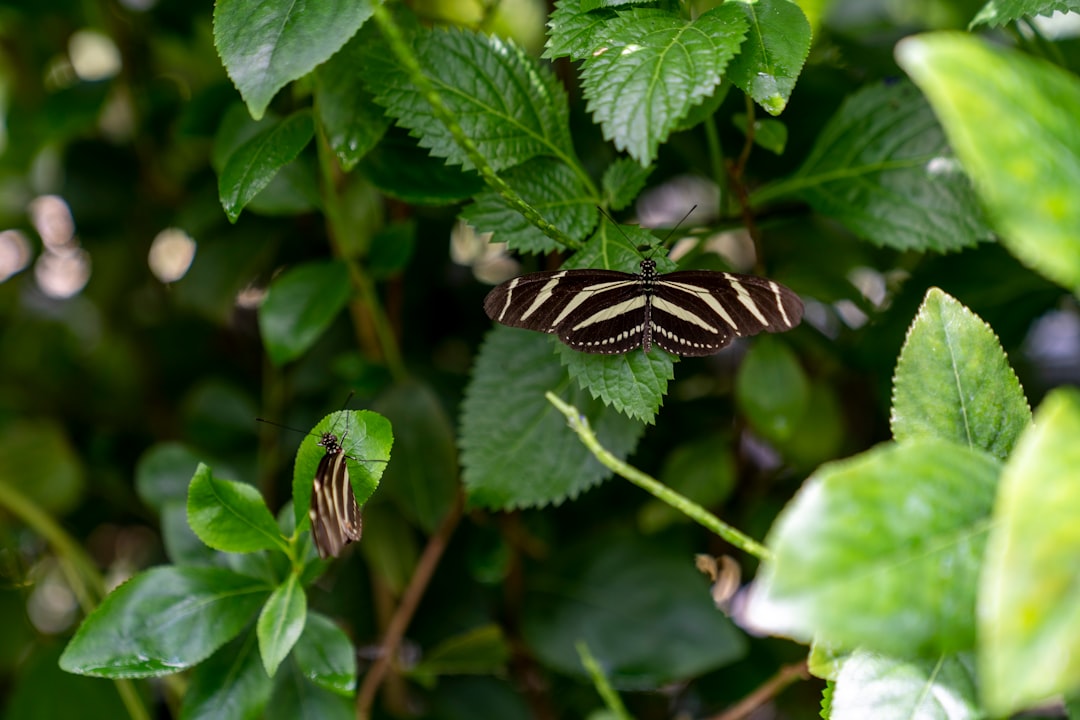 A zebra longwing butterfly resting on green leaves in the garden, macro photography, photo taken with Sony A7R IV and Leica M6 camera, 85mm f/2 lens in the style of Sony A7R IV and Leica M6. –ar 128:85