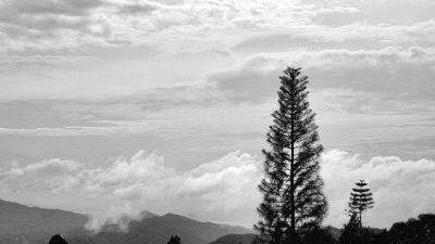 Black and white photo of a tall tree silhouette against a cloudy sky, with mountains in the background. The photo is in the style of a minimalist landscape. --ar 16:9