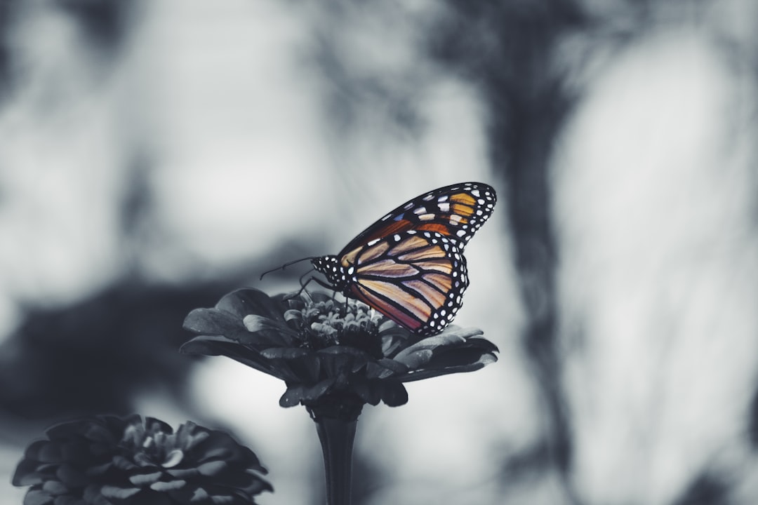 A black and white photograph of an isolated butterfly on the top left side of a flower, with a blurry background, in the style of unsplash photography. –ar 128:85