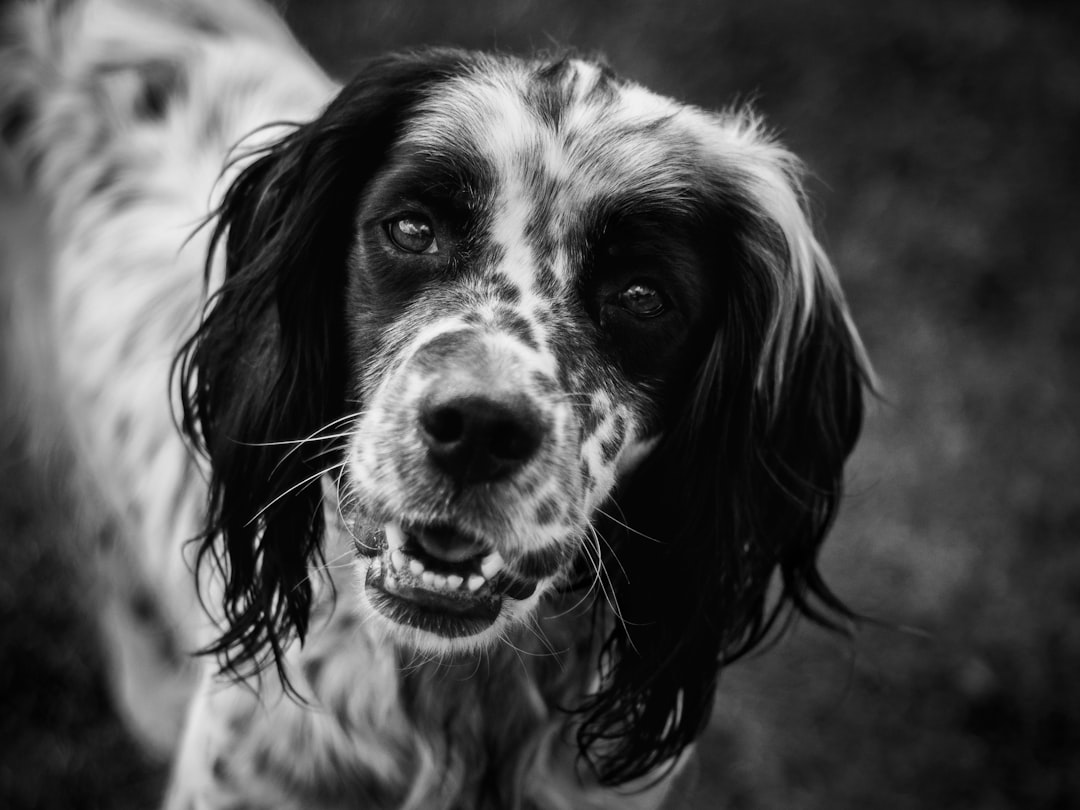 black and white portrait of an English setter with wet hair, in the garden. She is smiling at me with her tongue out. The photo was taken in the style of canon eos r5, 80mm lens f/2.4. –ar 4:3