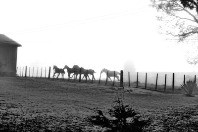 A black and white photo of horses running along the fence in front, on a foggy morning with a barn on one side, in Texas. The photograph was taken in the style of Frank Churchill using an early Kodak camera from around the year 2035. It has a film grain feel to it. --ar 128:85