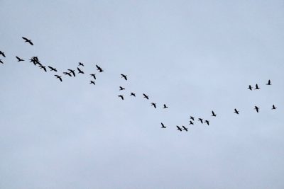 A flock of birds flying in formation against the background of a clear sky. The photo was taken with an iPhone, which gives it a raw and natural feel. This is a high-resolution photo that captures the flight path of these wild animals. It's a beautiful sight to see them soaring through the air together in the style of nature. --ar 128:85