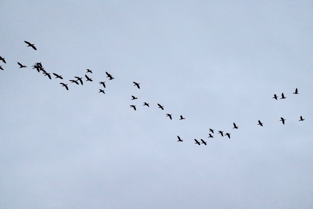 A flock of birds flying in formation against the background of a clear sky. The photo was taken with an iPhone, which gives it a raw and natural feel. This is a high-resolution photo that captures the flight path of these wild animals. It’s a beautiful sight to see them soaring through the air together in the style of nature. –ar 128:85