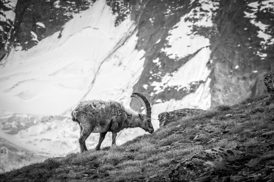 Photo of an ibex in the Alps, standing on a grassy hillside with snow-covered mountains behind it, black and white photography, in the style of Leica Q2 Monochrom –ar 128:85