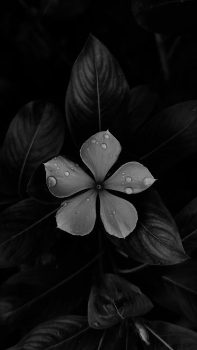 A black and white photograph of an isolated flower with dark leaves and dew drops on its petals. In the background is darkness. The photograph is in the style of unsplash photography. --ar 9:16