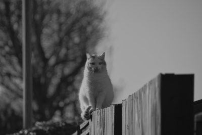 A white cat is perched on the top of an old wooden fence, its curious gaze directed at something offscreen. The background features blurred trees and a clear sky, creating a serene atmosphere. Black and white photography, using Fujifilm XT4 with Cinestill film stock for detailed textures. Shallow focus emphasizes the cat against the background. High resolution in the style of Cinestill film stock. --ar 128:85
