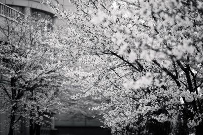 Black and white photography of cherry blossoms in Tokyo, Japan. The photo was taken with Leica M6 using Fujifilm film. In the background there is an office building and some trees. --ar 128:85