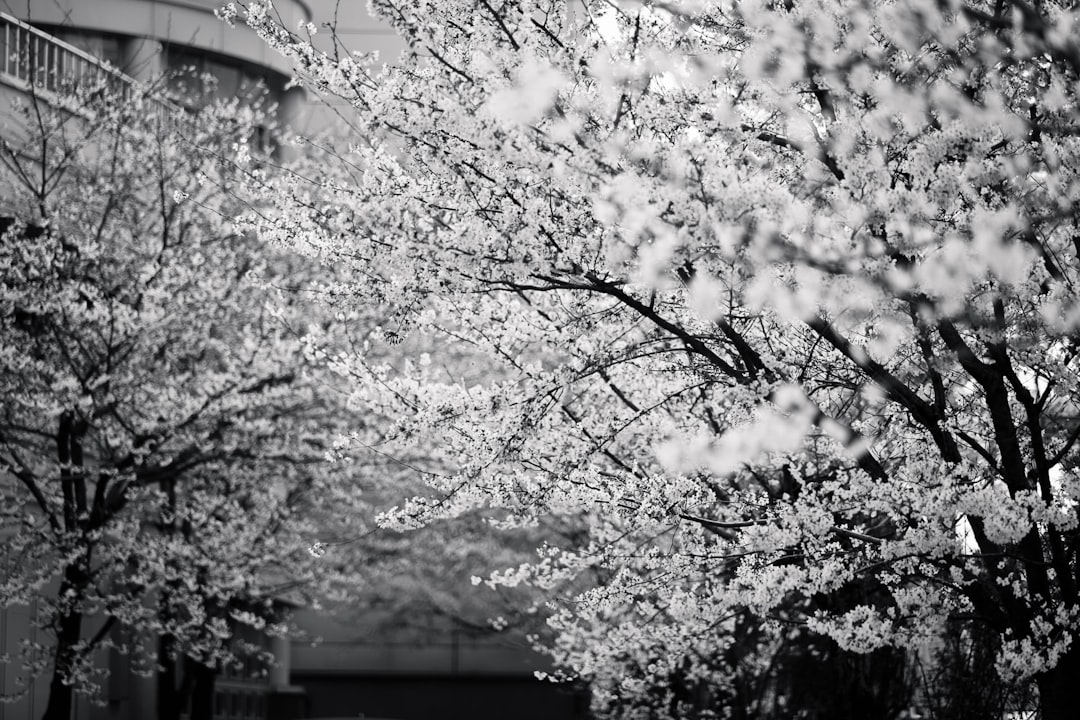 Black and white photography of cherry blossoms in Tokyo, Japan. The photo was taken with Leica M6 using Fujifilm film. In the background there is an office building and some trees. –ar 128:85