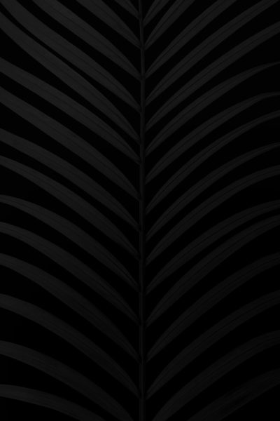 A sleek black background with subtle palm leaf patterns, creating an elegant and minimalistic design for mobile wallpaper or screensaver. The monochromatic color scheme adds sophistication while maintaining the overall simplicity of the composition. This background is suitable for various applications where style meets functionality in high resolution. --ar 85:128