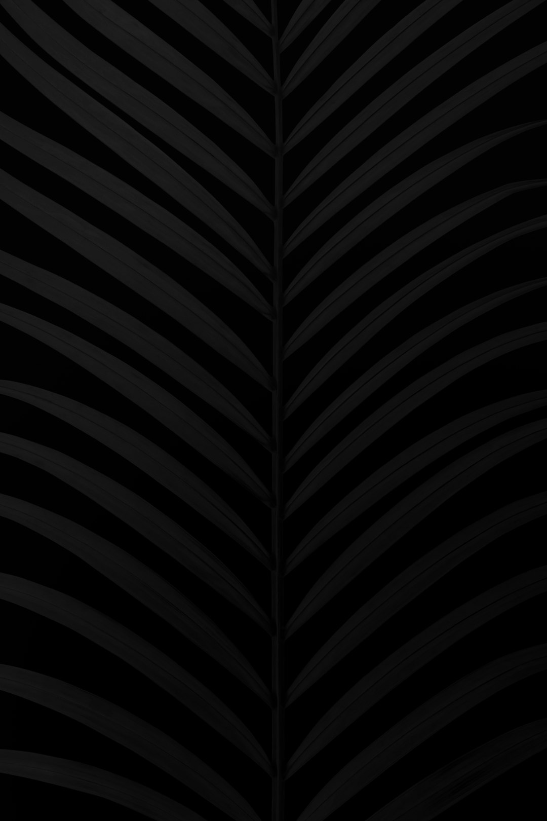 A sleek black background with subtle palm leaf patterns, creating an elegant and minimalistic design for mobile wallpaper or screensaver. The monochromatic color scheme adds sophistication while maintaining the overall simplicity of the composition. This background is suitable for various applications where style meets functionality in high resolution. –ar 85:128