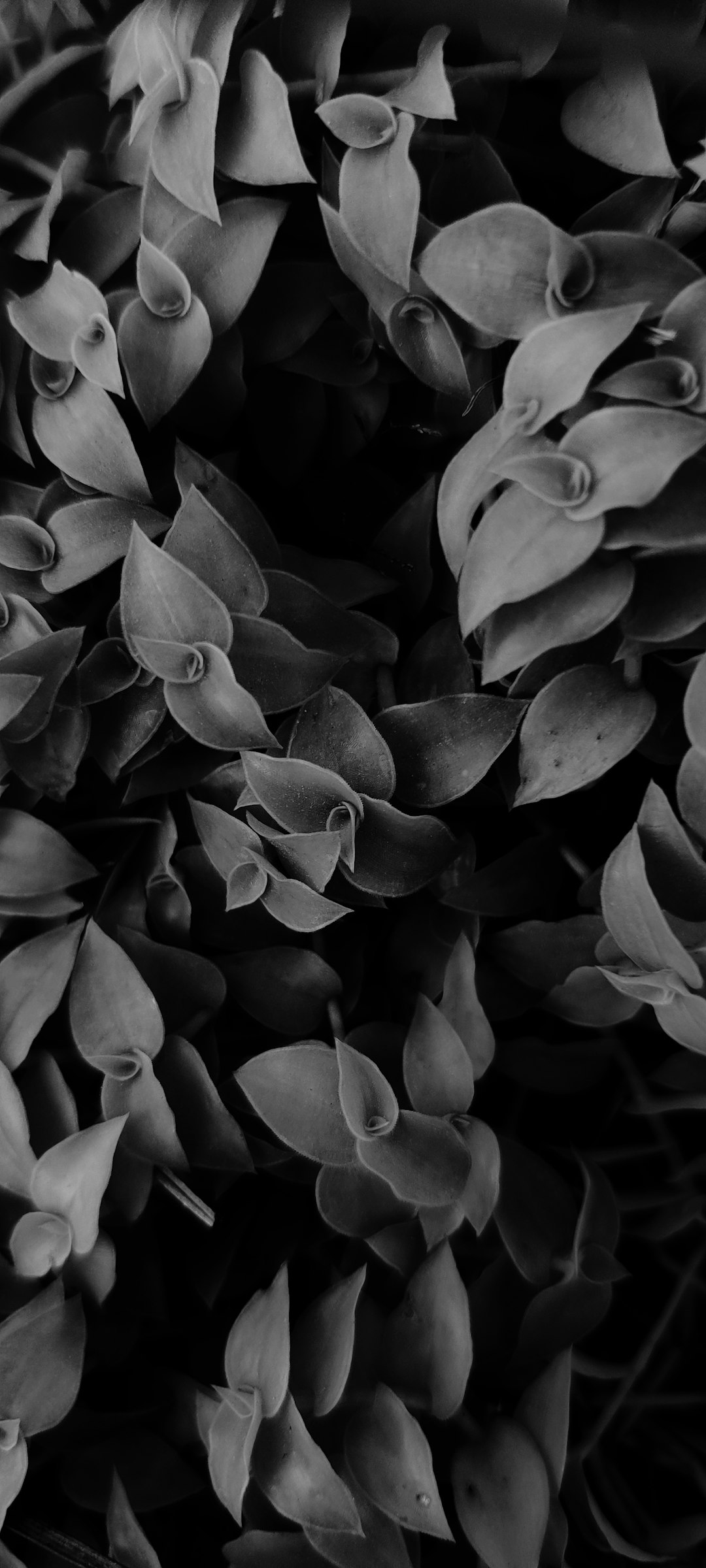 A close-up of leaves in black and white creates an abstract background for a phone wallpaper. The design features intricate details on the petals with soft lighting that highlights their textures. This monochromatic aesthetic adds depth to your device’s screen while providing a calming visual experience. –ar 57:128