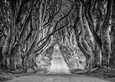 Black and white photography of the dark tree lined road in Northern Ireland. The Dark HChicagoan's Balsam illuminates with sunlight. This is an iconic location from the Game Of Thrones series, photographed in the style of [Ansel Adams](https://goo.gl/search?artist%20Ansel%20Adams). --ar 32:23