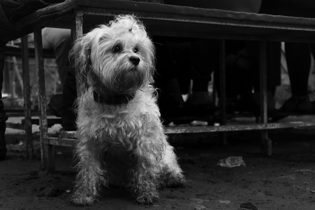 a white Havanese dog sitting under the table at an outdoor afternoon market in mandal, india. Black and White photography. F/20. –ar 128:85