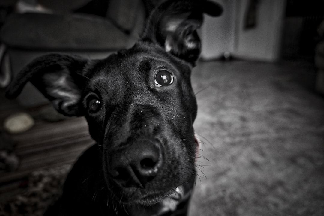 black and white photo of an adorable black dog with large ears, looking up at the camera in a living room. The focus is on capturing his detailed features such as expressive eyes and fur texture. He has one ear perched playfully to the side while he looks directly into the lens. His head tilted slightly upwards creating a sense that you can almost touch him in the style of just reaching out your hand. Shot from eye level using a Fujifilm XT4 and Leica APOSummicronM 50mm f/2 ASPH Lens. –ar 128:85