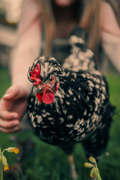 Close up photo of a black and white speckled chicken being held by a woman in a garden, with red details and yellow flowers, in the style of unsplash photography. --ar 85:128