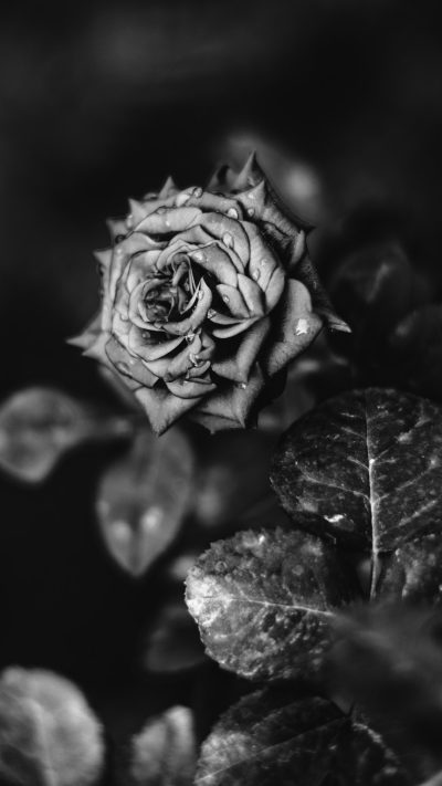 A black and white photo of an open rose with thorns, surrounded by leaves. The rose is in focus, while the background blurs into dark gray tones. There is no text or other elements on it. This style adds contrast to highlight details like textures and colors in the style of the photographer. --ar 9:16