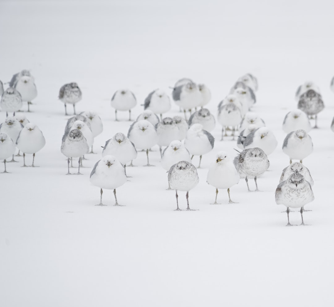 A flock of seagulls covered in snow, standing on the ground against an all white background, with all focus on the winter landscape in the style of very realistic photography, with a raw style. –ar 128:117