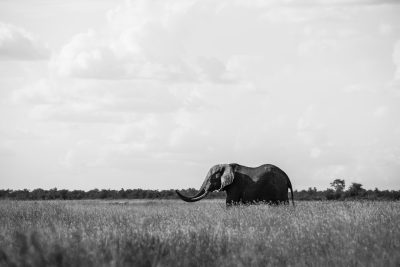 A black and white photo of an elephant standing in the grass, savannah landscape, wide shot, high contrast, minimalist photography, black and grey tones, Sony Alpha A7 III camera, f/8 aperture, in the style of fujifilm velvia film, low angle perspective. --ar 128:85