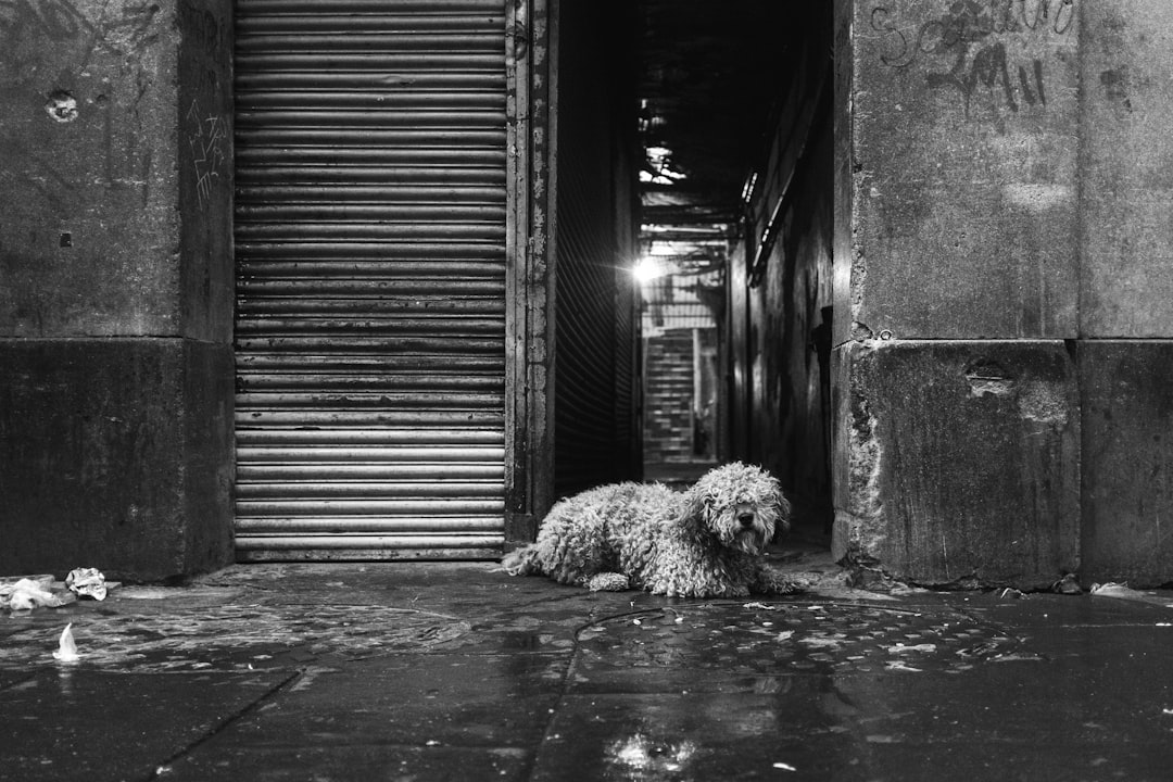 black and white street photography of poodle laying on the ground in front of an open rolling shutter door, old italian city, rain, evening light, –ar 128:85