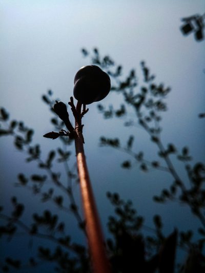 low angle photo of an apple on top of the stick, silhouette, blue sky, dusk, mysterious, --ar 3:4