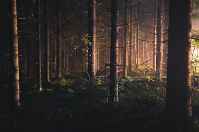 A dark forest with tall trees, the light is coming through in between them, shot in the style of canon eos r5. --ar 128:85