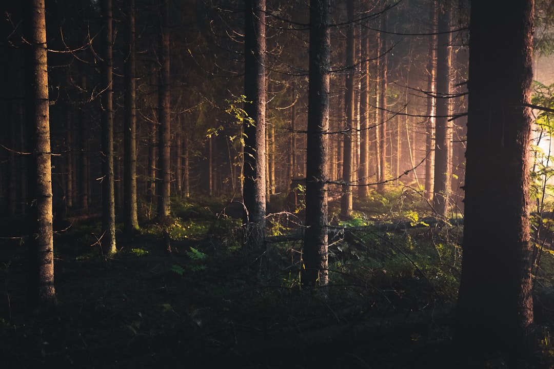 A dark forest with tall trees, the light is coming through in between them, shot in the style of canon eos r5. –ar 128:85