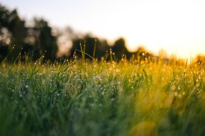 Close up of dew on grass in the morning, with a focus on the foreground and a blurry background, set in a green meadow with sunlight of a sunrise on a summer day, in the style of landscape photography taken with a canon eos r5 camera. --ar 128:85