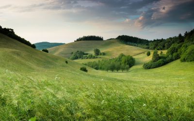 green grassy hills with trees and forest in the background, twilight sky, professional photography in the style of unknown artist. --ar 8:5