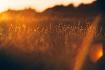 A blurred background of tall grass at sunset, with the sun casting long shadows and creating warm tones in the scene. The focus is on capturing the softness of nature's beauty through a shallow depth of field. Shot in the style of Nikon D850 DSLR, lens as arri alexa mini camera with Zeiss Master Prime lenses. --ar 128:85