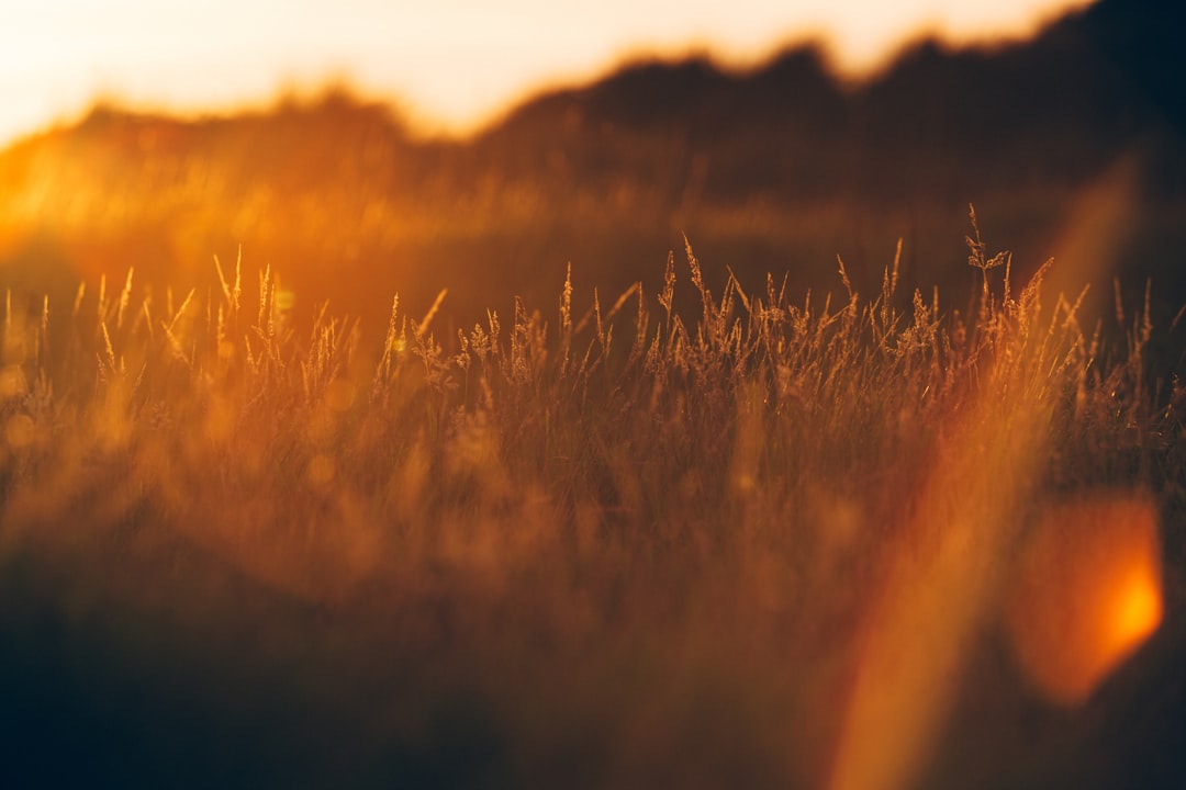 A blurred background of tall grass at sunset, with the sun casting long shadows and creating warm tones in the scene. The focus is on capturing the softness of nature’s beauty through a shallow depth of field. Shot in the style of Nikon D850 DSLR, lens as arri alexa mini camera with Zeiss Master Prime lenses. –ar 128:85