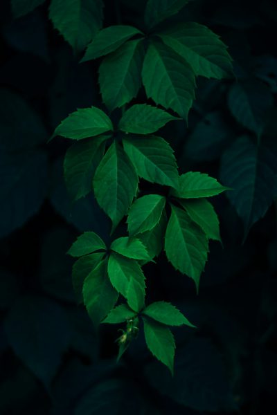 green leaves, dark background, professional photography, high resolution photography --ar 85:128