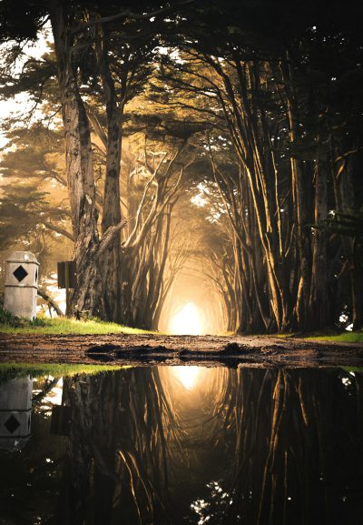 a photo of the entrance to an old cypress tree tunnel in northern california, with tall trees on both sides and light coming through at end of tunnel, there is water reflecting sunlight on ground, a white sign stands beside road, golden hour lighting, foggy atmosphere, --ar 11:16