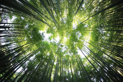 A wide-angle view of the bamboo forest, with sunlight filtering through dense green leaves to form a circular opening in front. The sky is clear and blue, creating a peaceful atmosphere. This scene captures nature's beauty and tranquility, offering viewers a unique perspective into the natural world. --ar 128:85