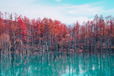 A photograph of an autumn forest with red trees around a turquoise lake in Japan. The scene is captured from behind and is reminiscent of the style of Shinkai Makoto. --ar 128:85