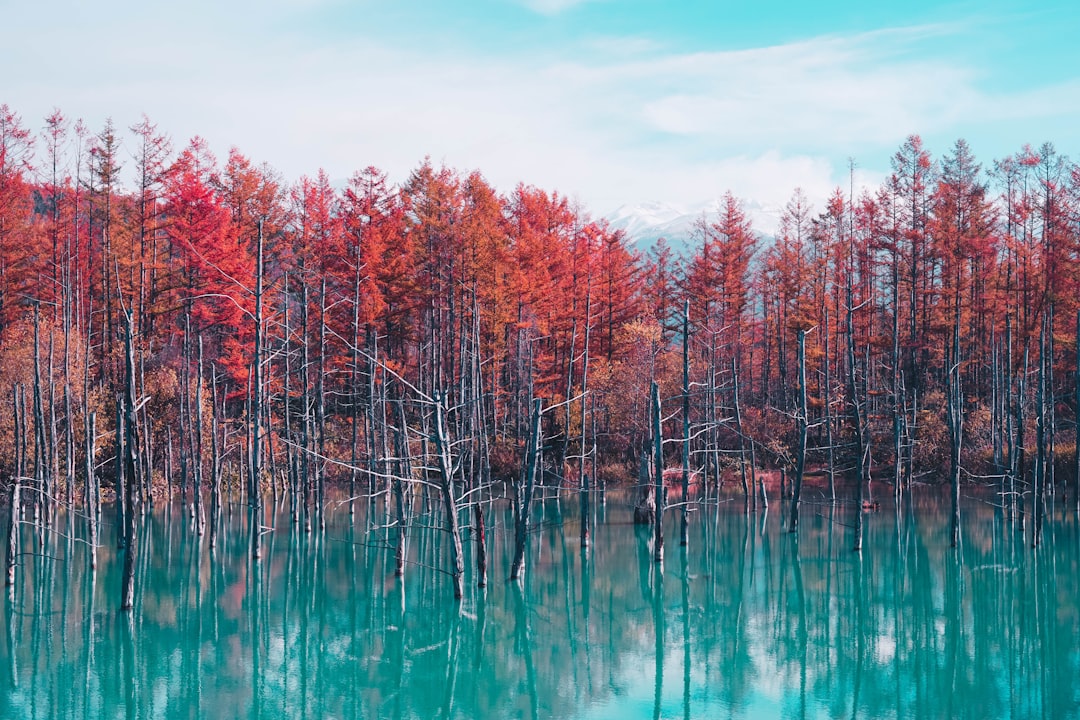 A photograph of an autumn forest with red trees around a turquoise lake in Japan. The scene is captured from behind and is reminiscent of the style of Shinkai Makoto. –ar 128:85