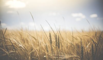 photo of wheat field on a sunny day, with shallow depth of focus and a blurred background, in the style of unsplash photography --ar 128:75