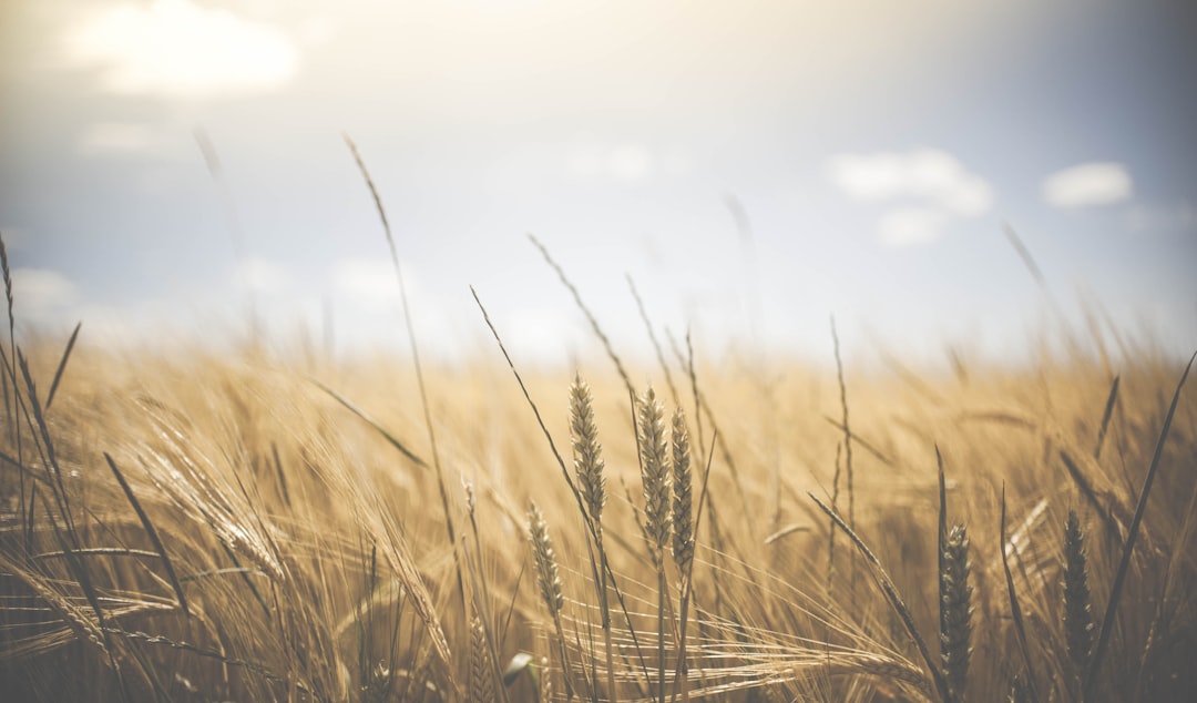 photo of wheat field on a sunny day, with shallow depth of focus and a blurred background, in the style of unsplash photography –ar 128:75