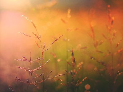 Beautiful meadow grass with morning dew and sunlight. Warm colored background. --ar 128:95