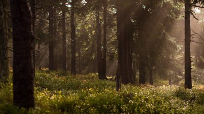 A dense forest with tall trees and sunlight filtering through the leaves, creating dappled light on wildflowers in the underbrush. The air is filled with an earthy scent as dewdrops glisten against morning mist rising from grasses and shrubs. This tranquil woodland scene exudes calmness and nature's beauty. Shot in the style of Sony Alpha A7 III, 2490mm f/56 lens at ISO 38, aperture f/1.2, shutter speed of 1/8, focus to eye level perspective. --ar 16:9