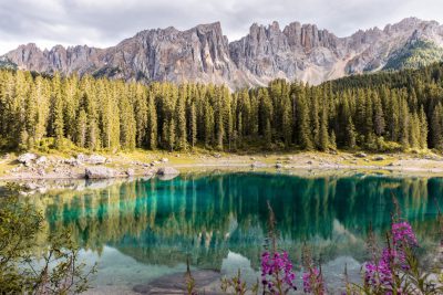 A stunning view of the Italian Dolomites with Lake Carri emerging from turquoise water, surrounded by dense pine forest and purple flowers in the style of F. --ar 128:85